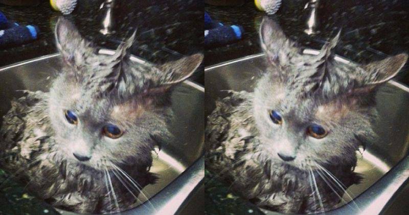 pinterest/buzzfeed.com